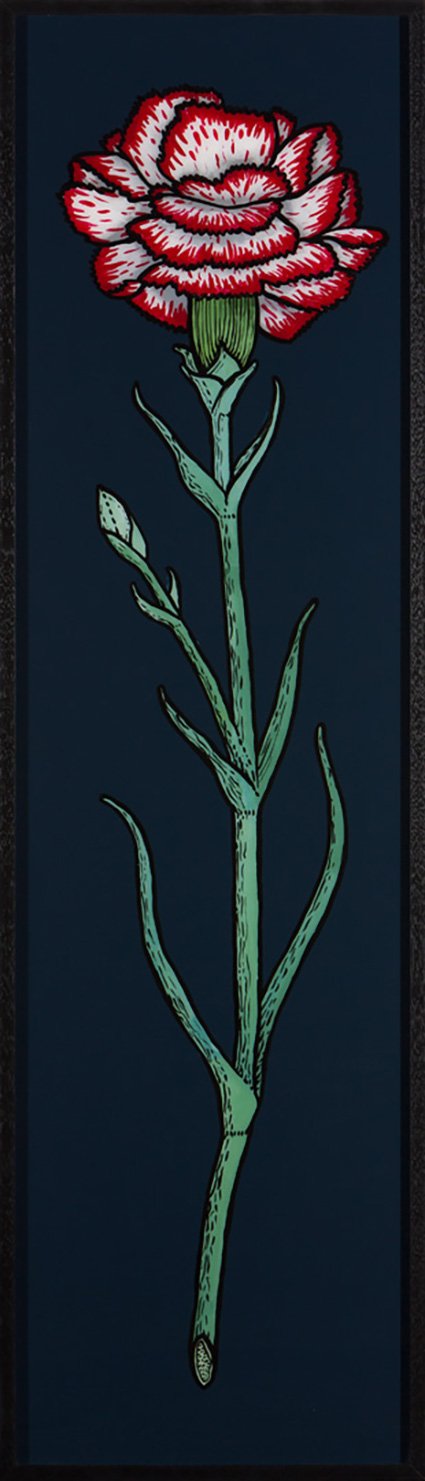 Carnation