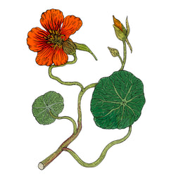 nasturtium