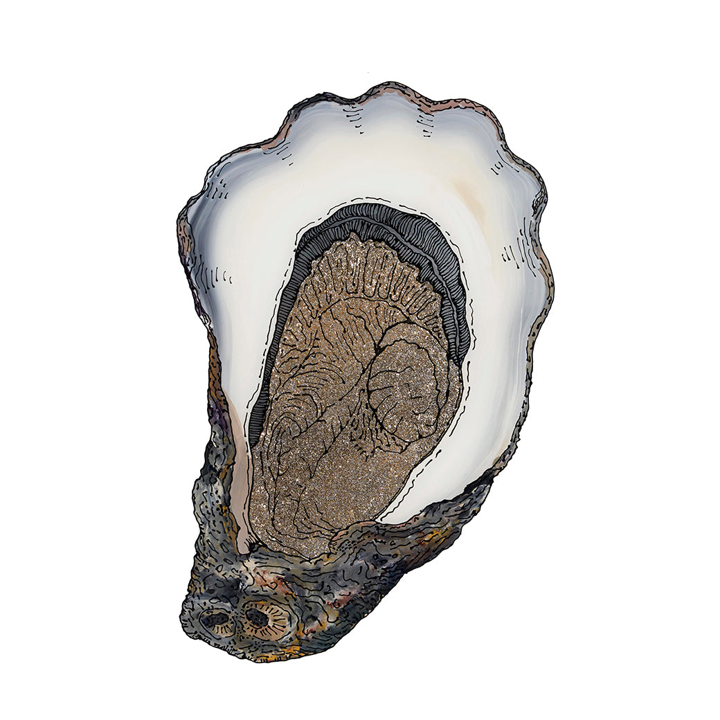 Sydney Rock Oyster