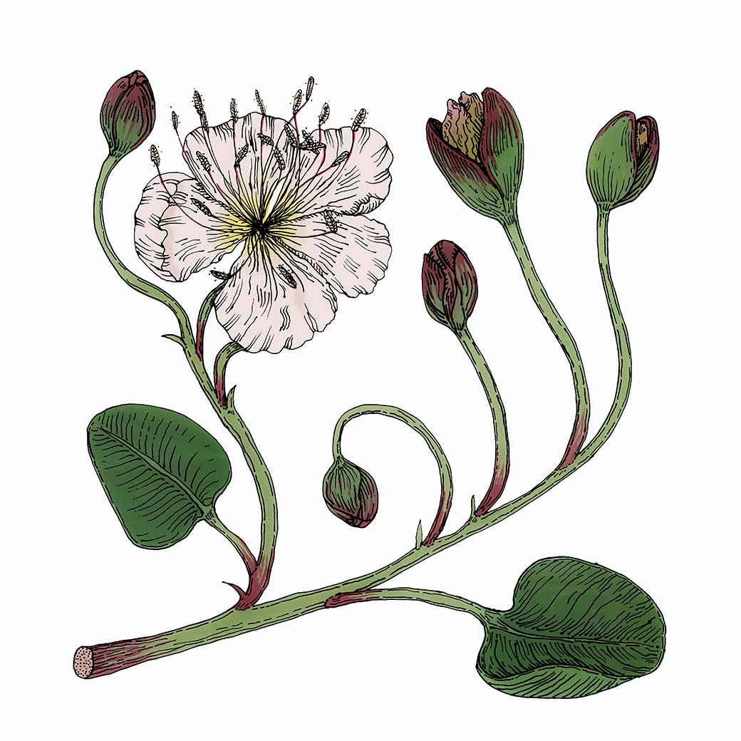 Caper Flower