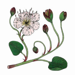 Caper Flower