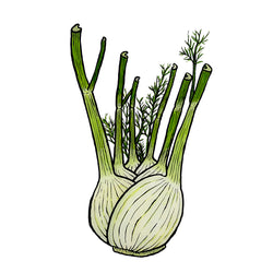 Fennel