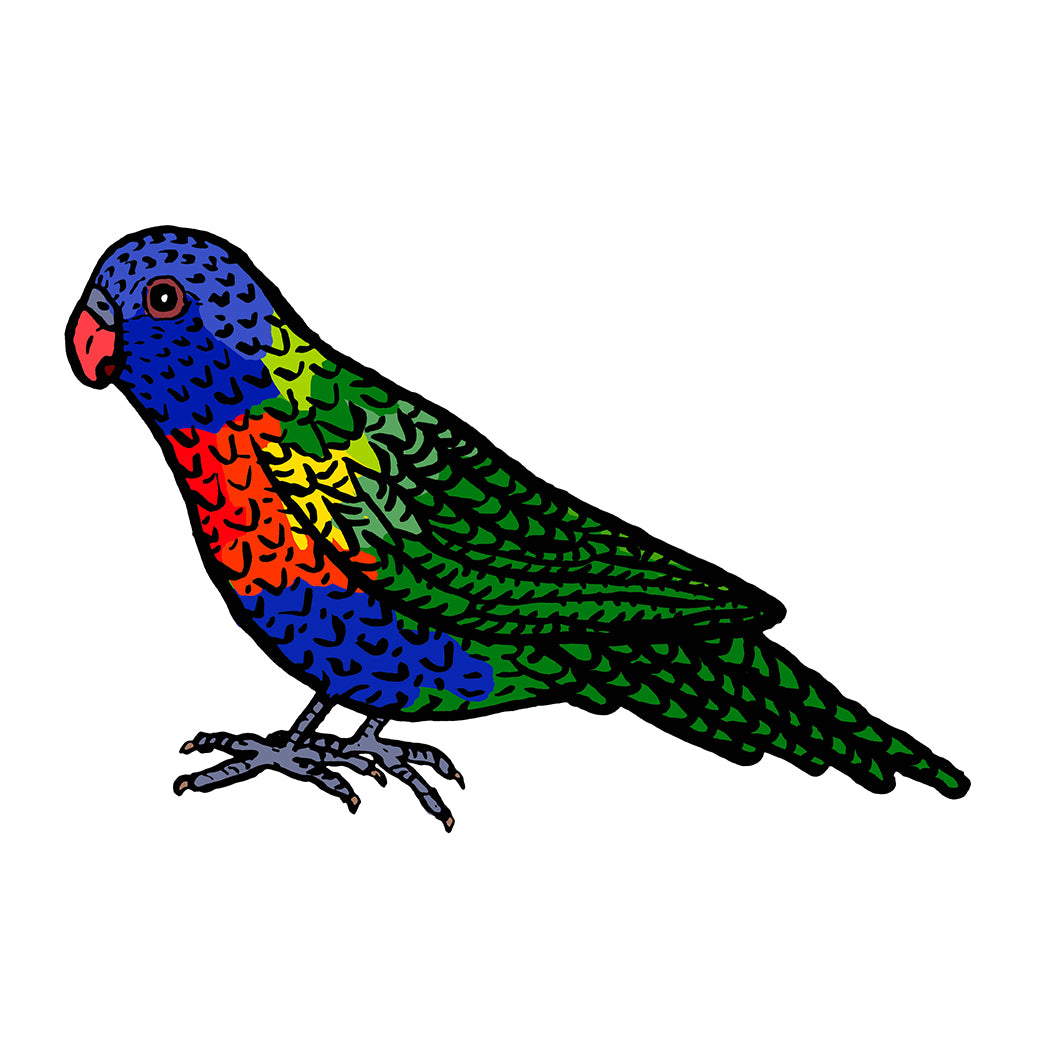 Rainbow Lorikeet