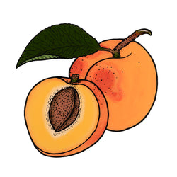 Apricot