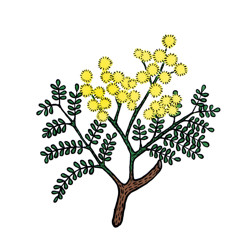 Wattle