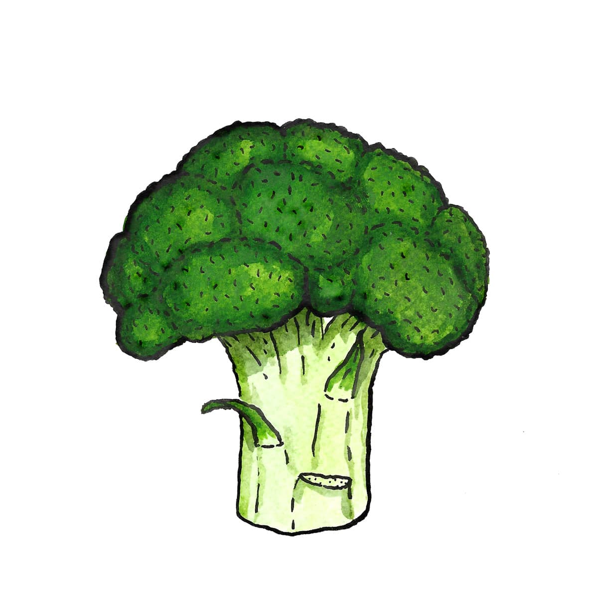 Broccoli