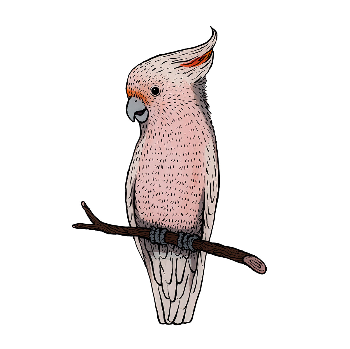 Pink Cockatoo