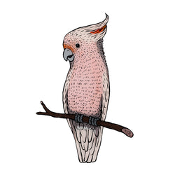 Pink Cockatoo