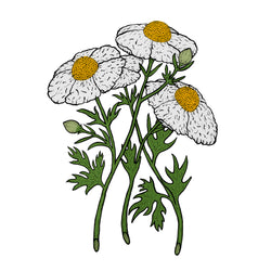 California Tree Poppy