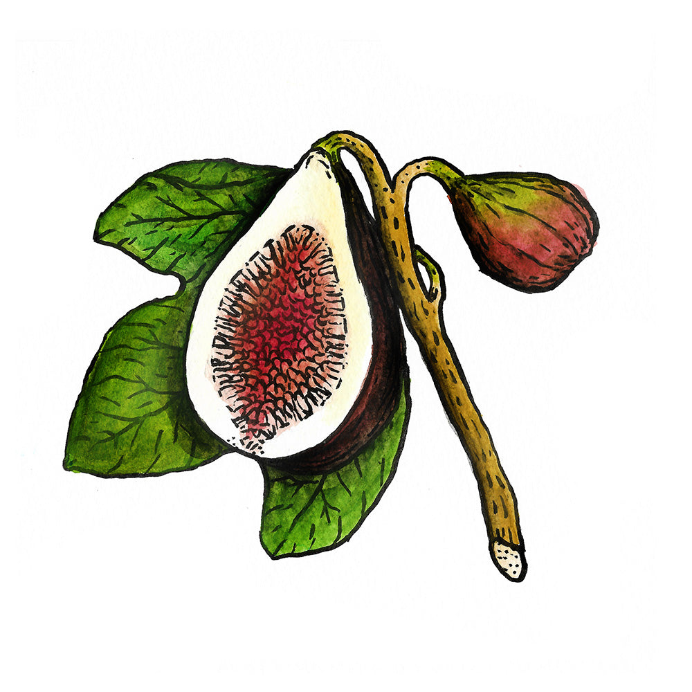 Fig
