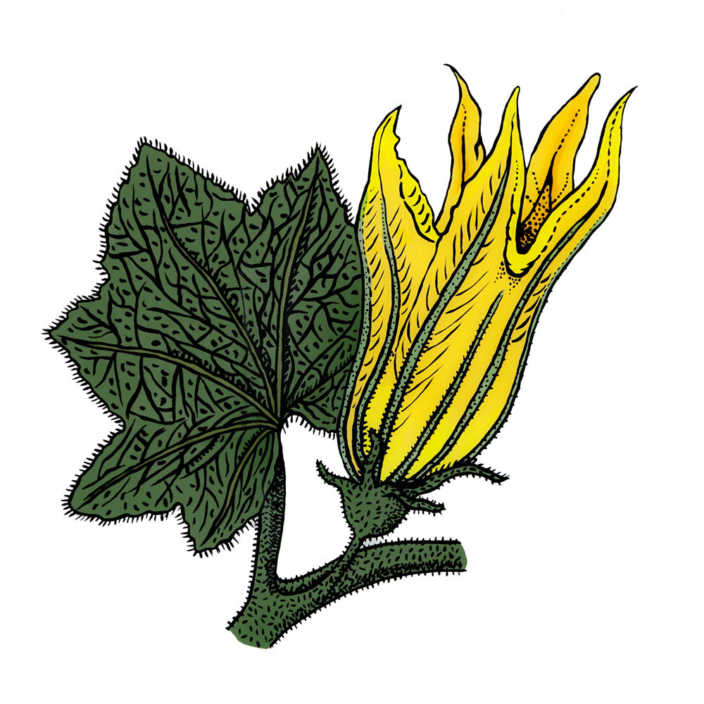 Zucchini Flower
