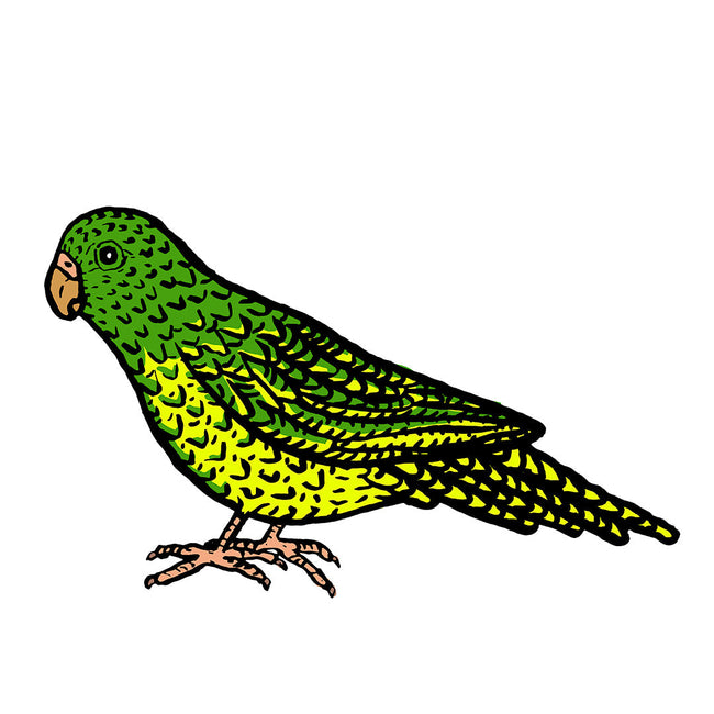 Bird Colour