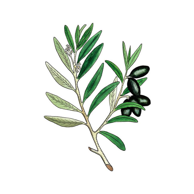 Olive Branch