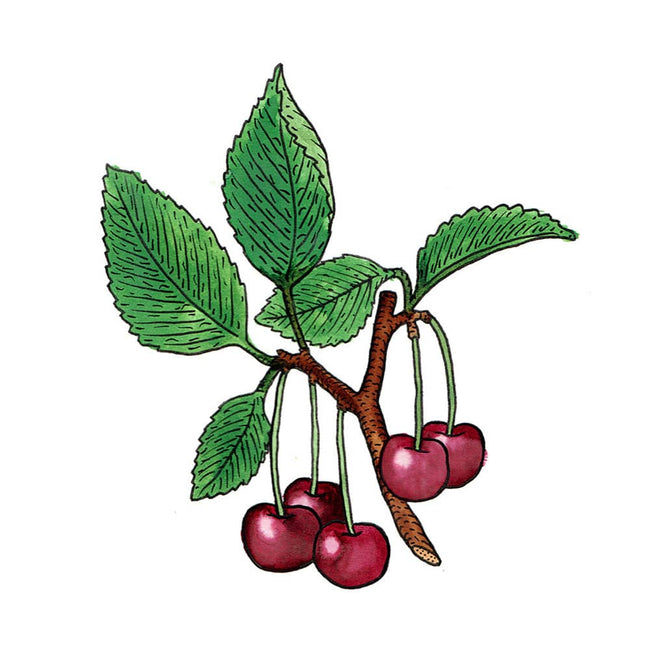 Cherry