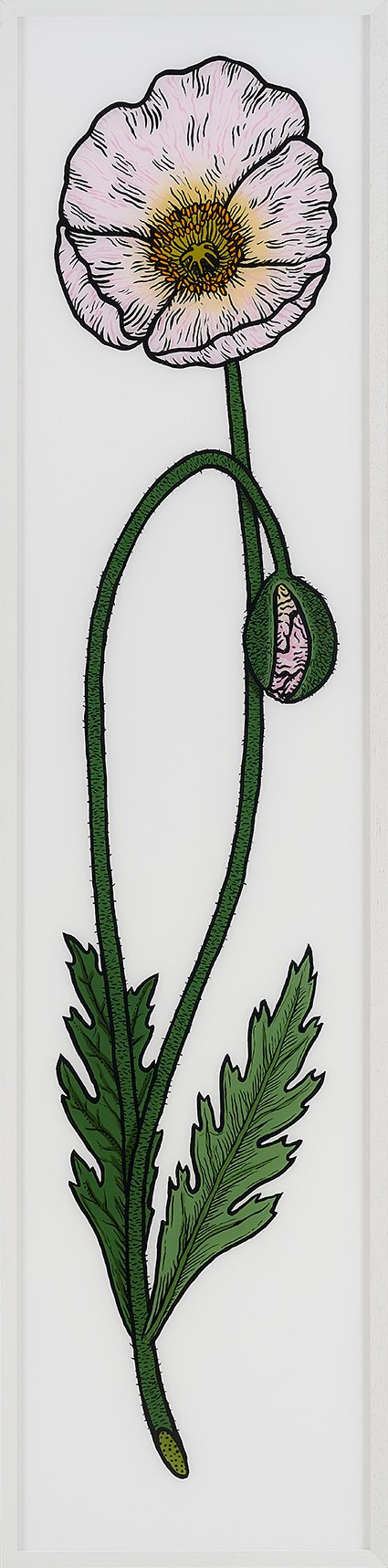 Poppy