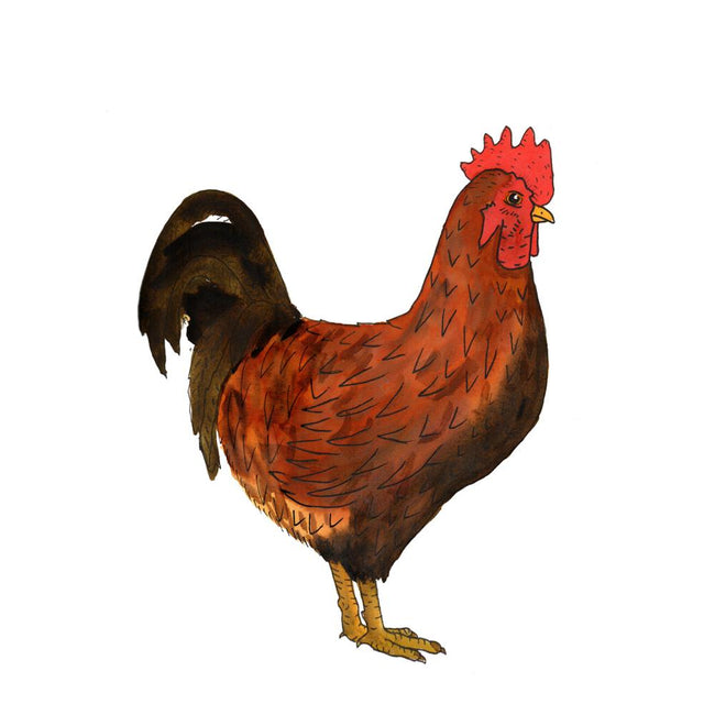 Rooster