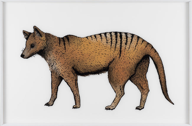 Thylacine